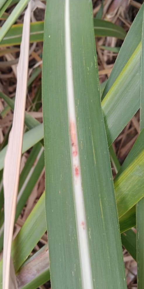 Tebu Red Rot