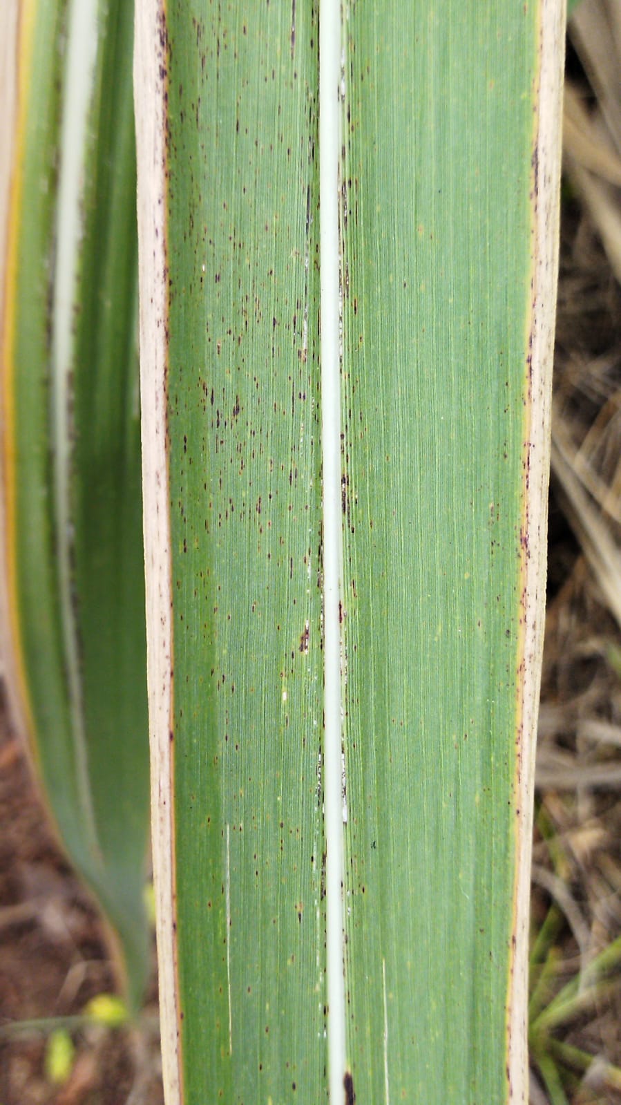 Tebu Rust