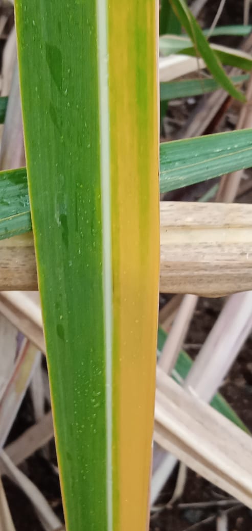 Tebu Yellow Leaf